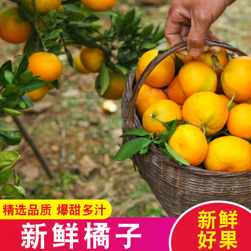 篮子里装着橘子