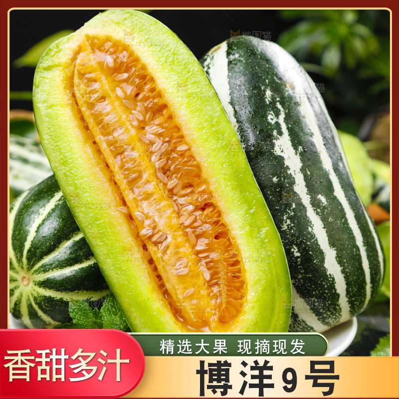 盘子里装着博洋蜜脆甜瓜