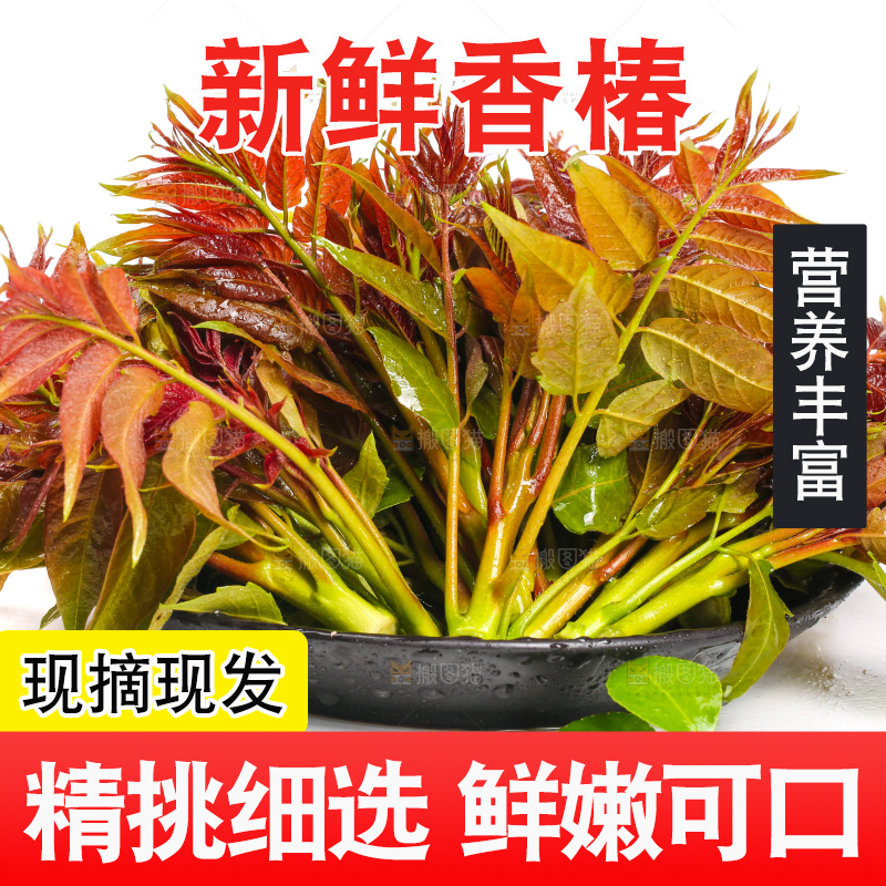 白底上摆放着新鲜香椿苗