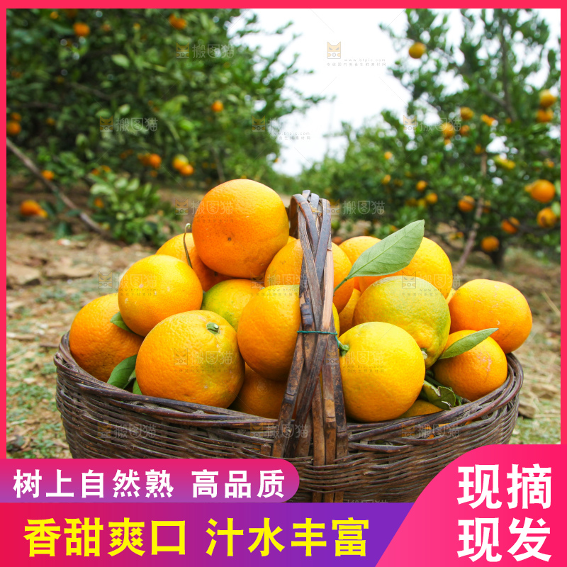 篮子里的蜜橘