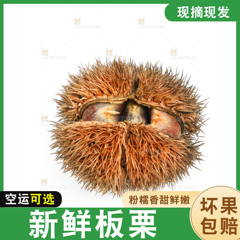 白底上放着板栗