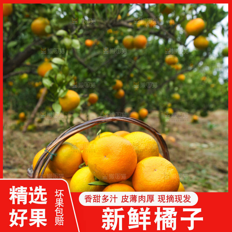 篮子里的蜜橘
