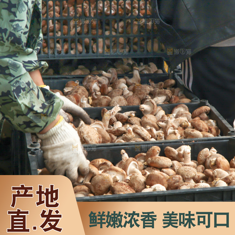 框子里装着香菇