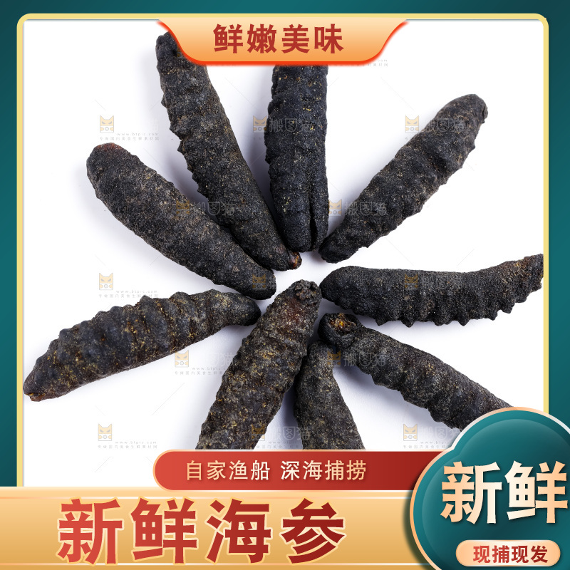 白底上摆放着刺参