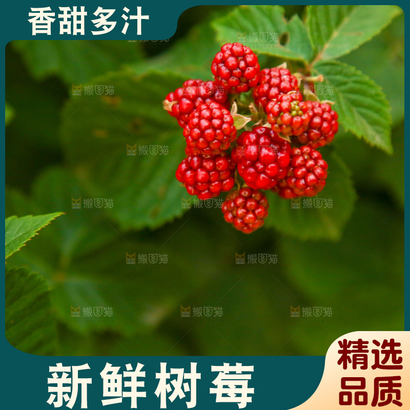 树上的新鲜树莓