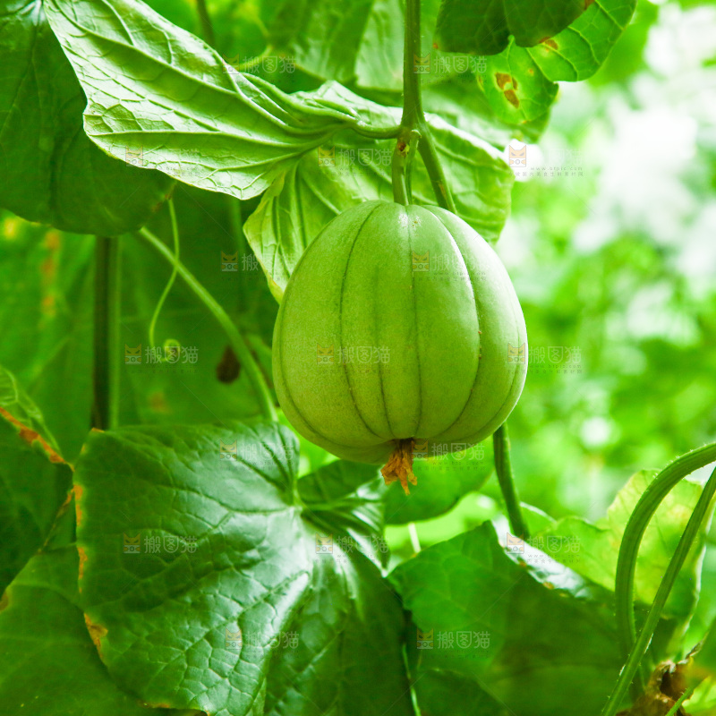 大棚里种植物的蔬菜