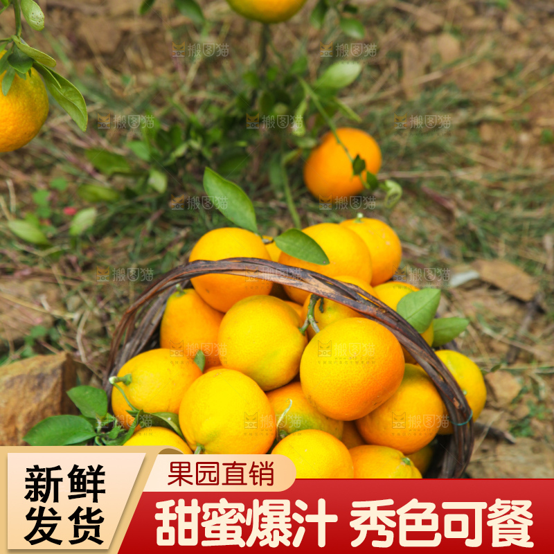 篮子里装着橘子