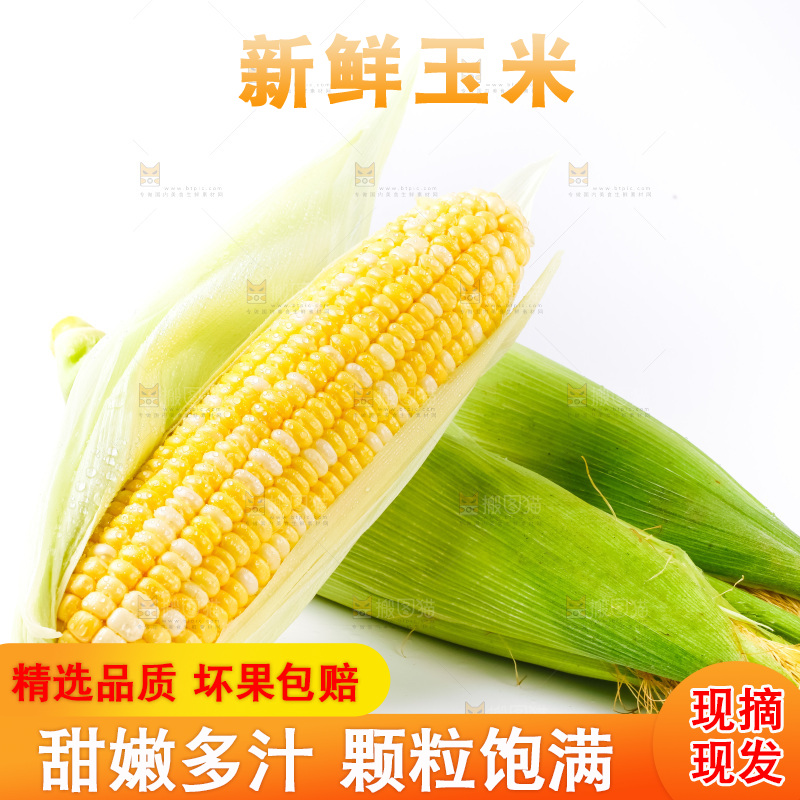 白底上放着黄玉米