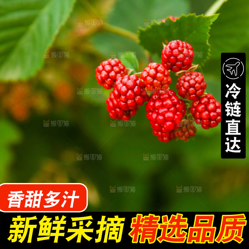 树上的新鲜树莓