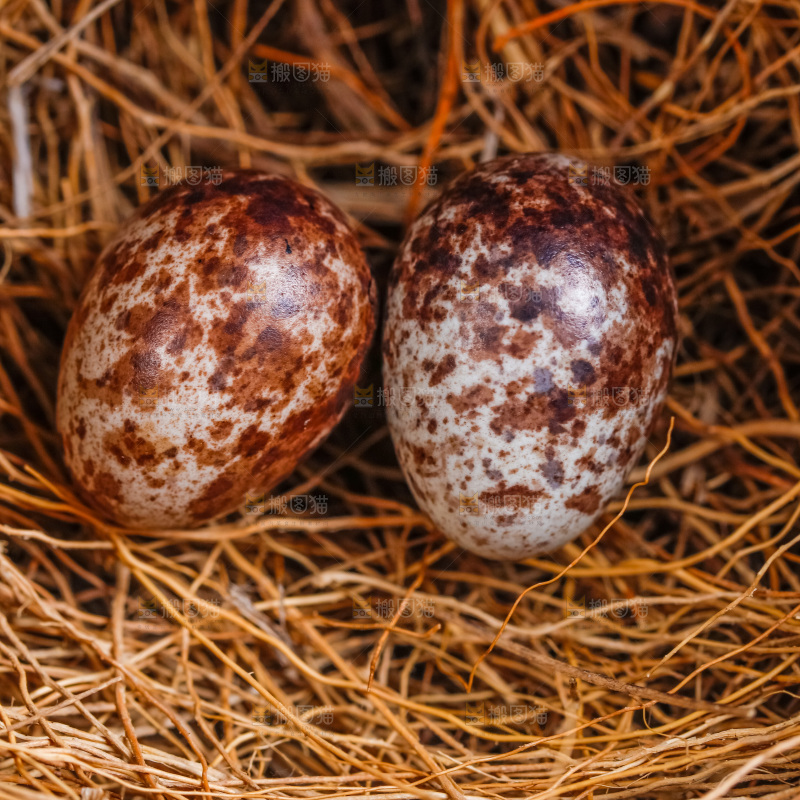 草堆里摆放着鸟蛋