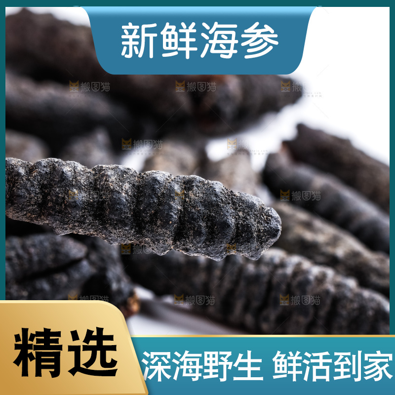 白底上摆放着刺参