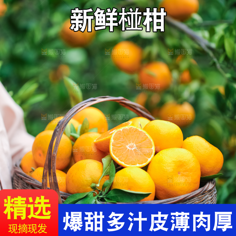 篮子里装着椪柑