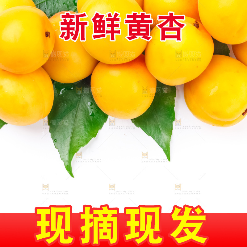 白底上放着大黄杏
