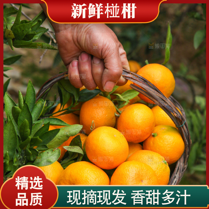 手里拿着一篮子椪柑