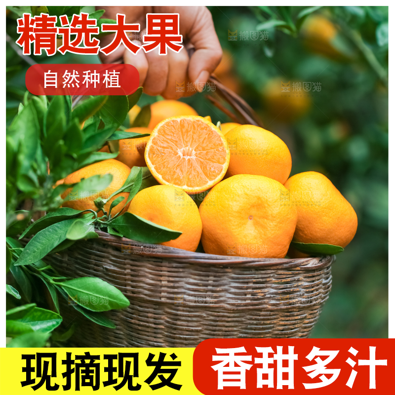 篮子里装着椪柑