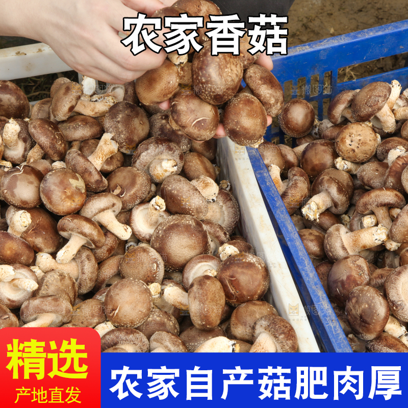框子里装着香菇