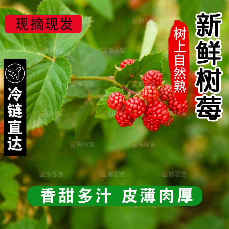 树上的新鲜树莓