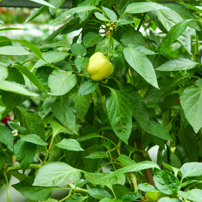 大棚里种植物的蔬菜