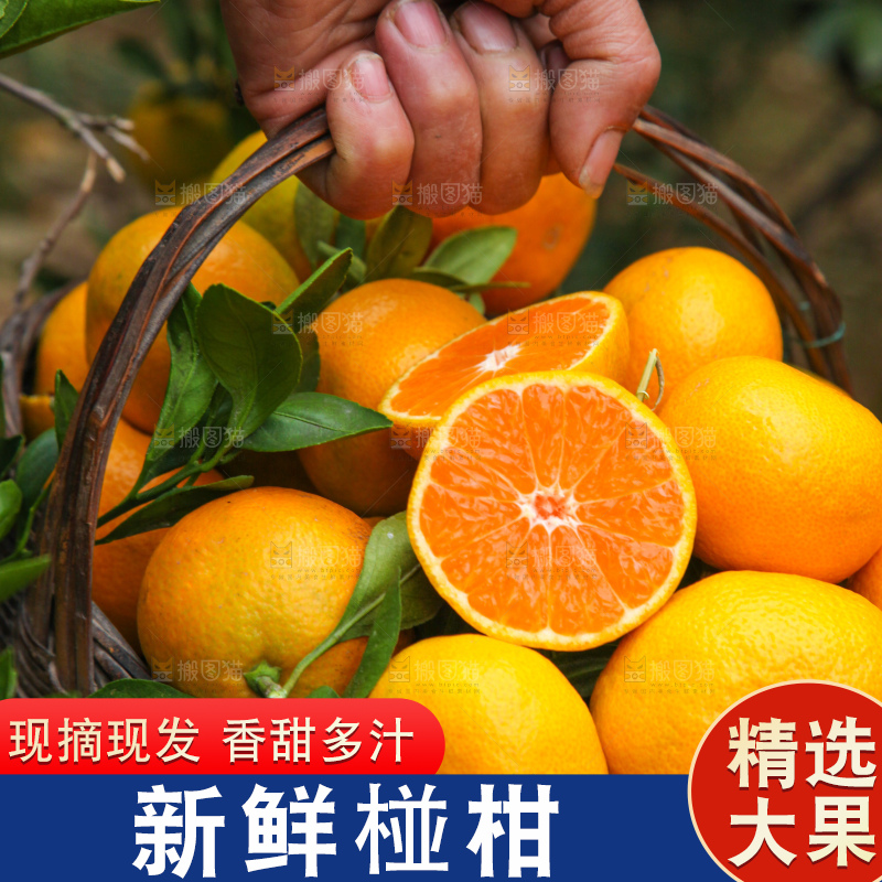 手里拿着一篮子椪柑