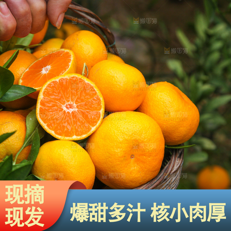 手里拿着一篮子椪柑