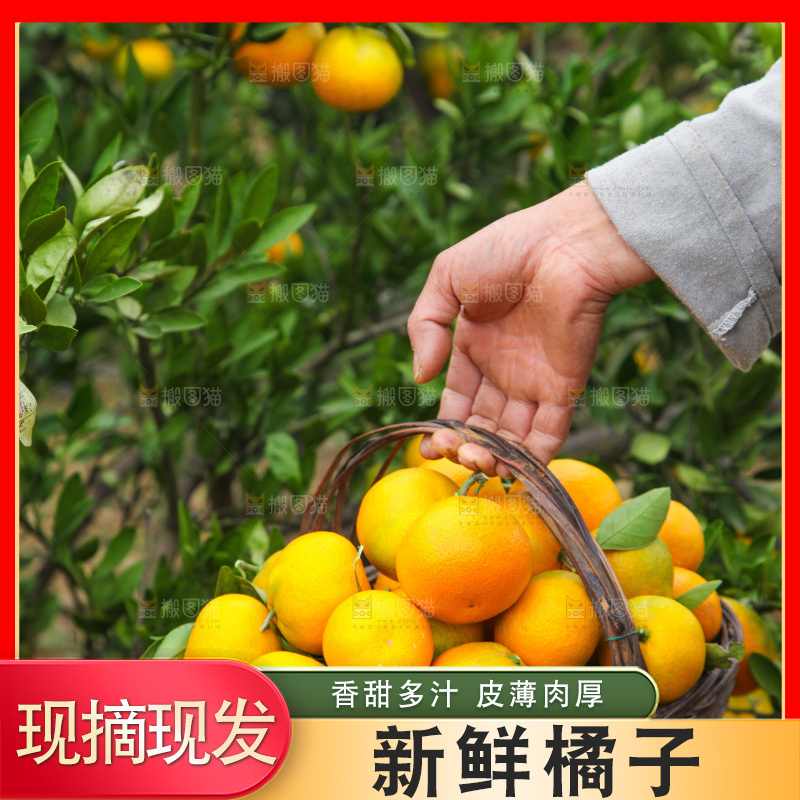 篮子里装着橘子
