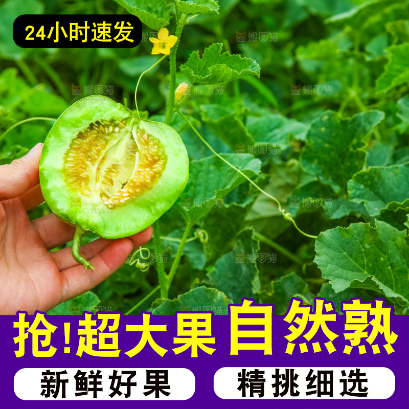 手里拿着绿宝石甜瓜