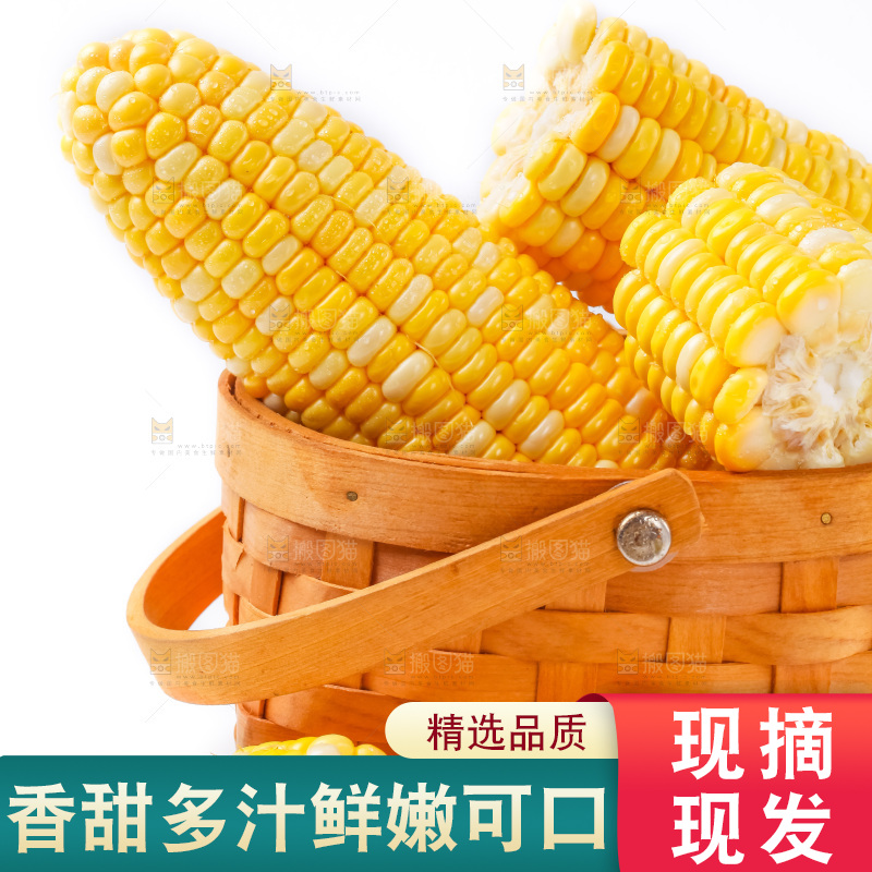 白底上放着东北玉米