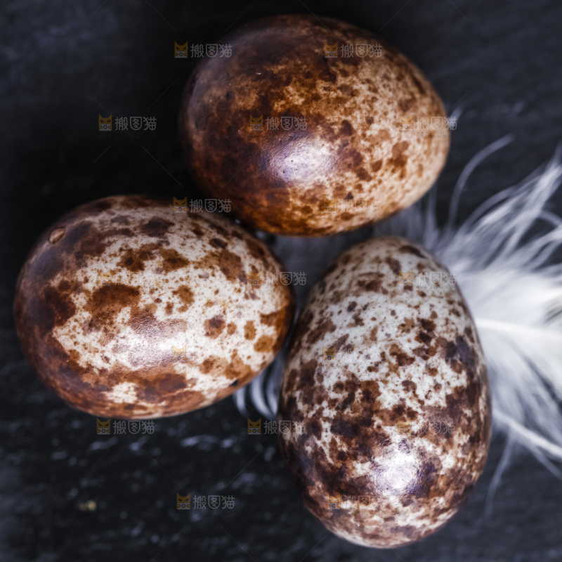 黑底上摆放着生鹌鹑蛋