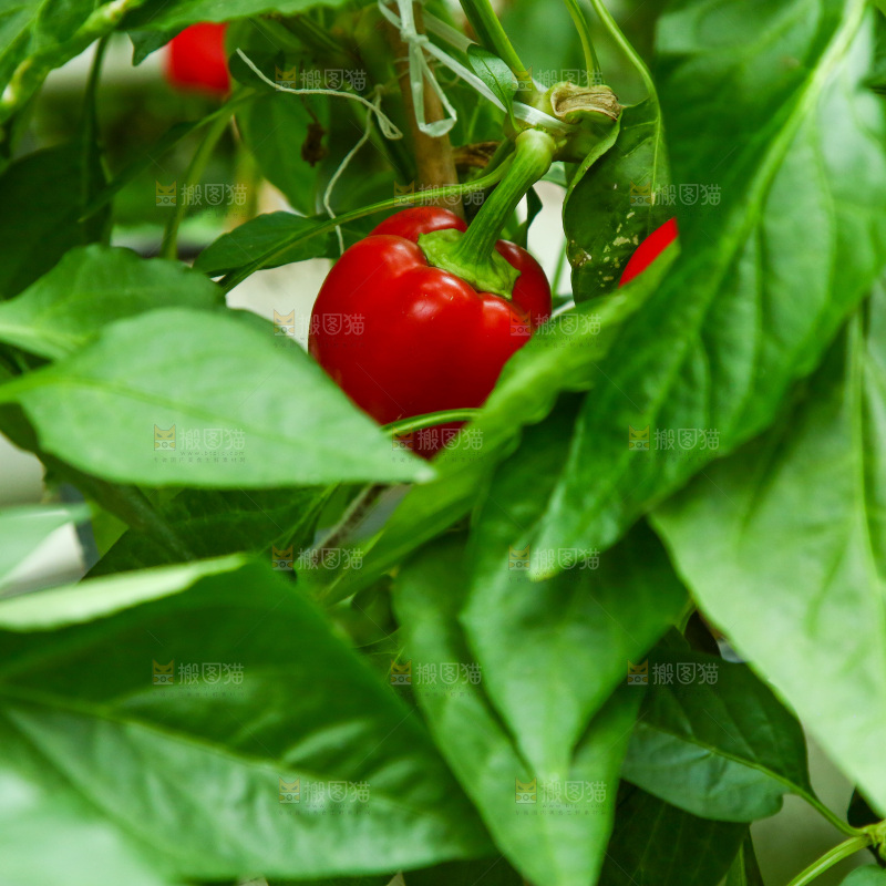 大棚里种植物的蔬菜