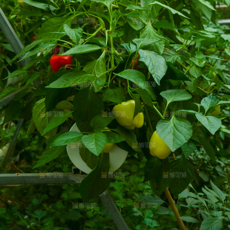大棚里种植物的蔬菜