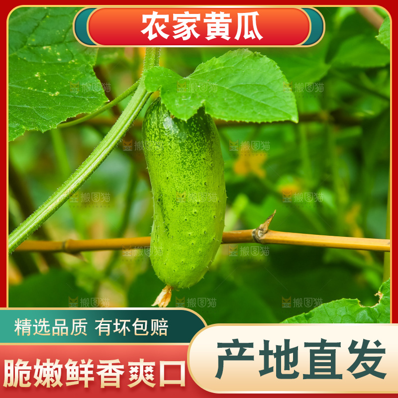 瓜藤上结的黄瓜