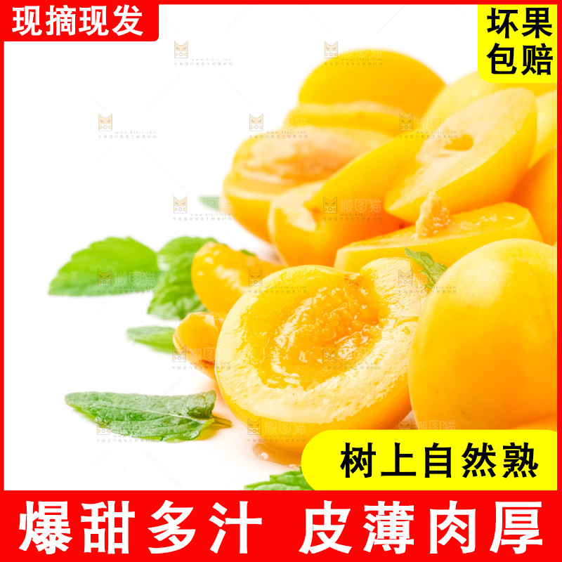 白底上放着大黄杏