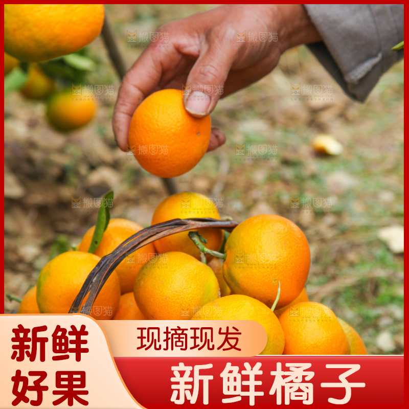 篮子里装着橘子