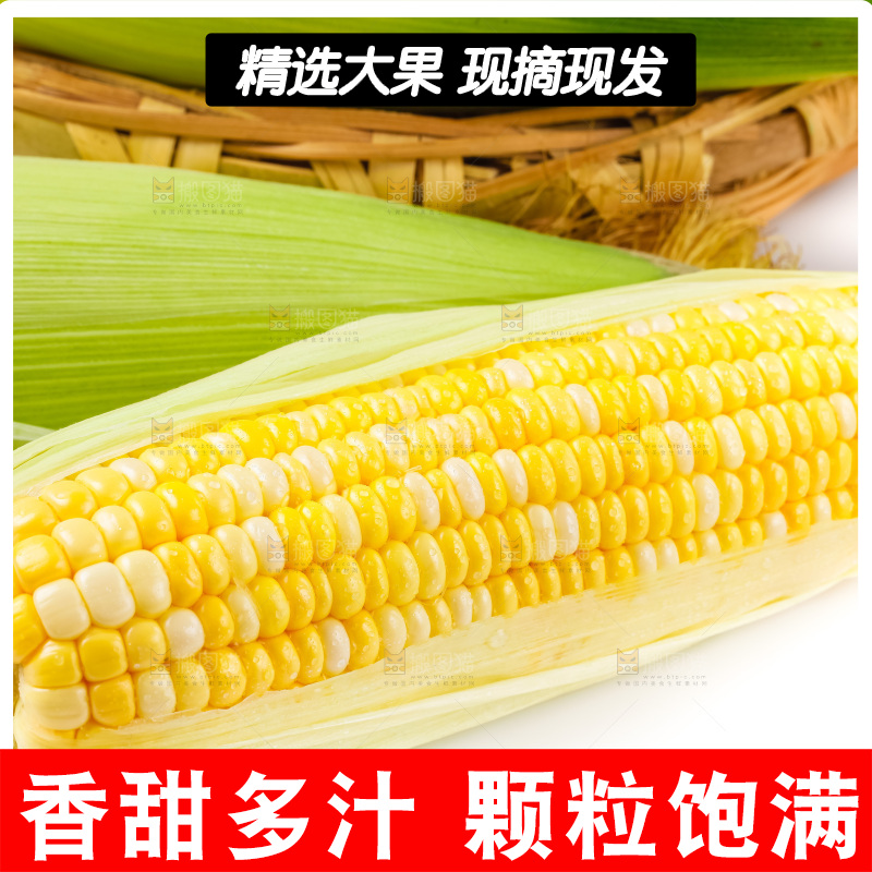 白底上摆放着甜玉米