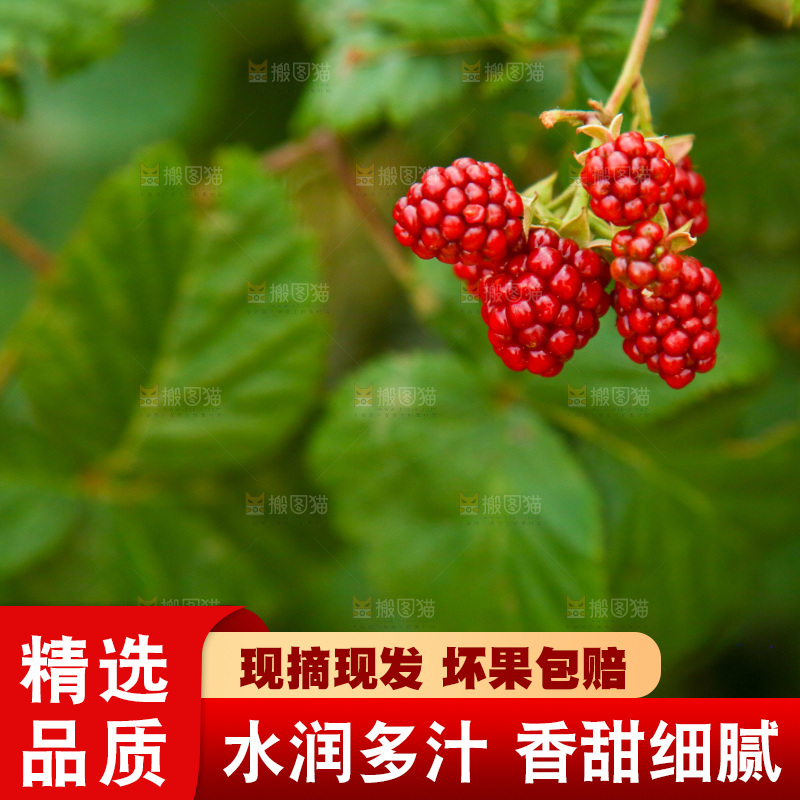 树上的新鲜树莓