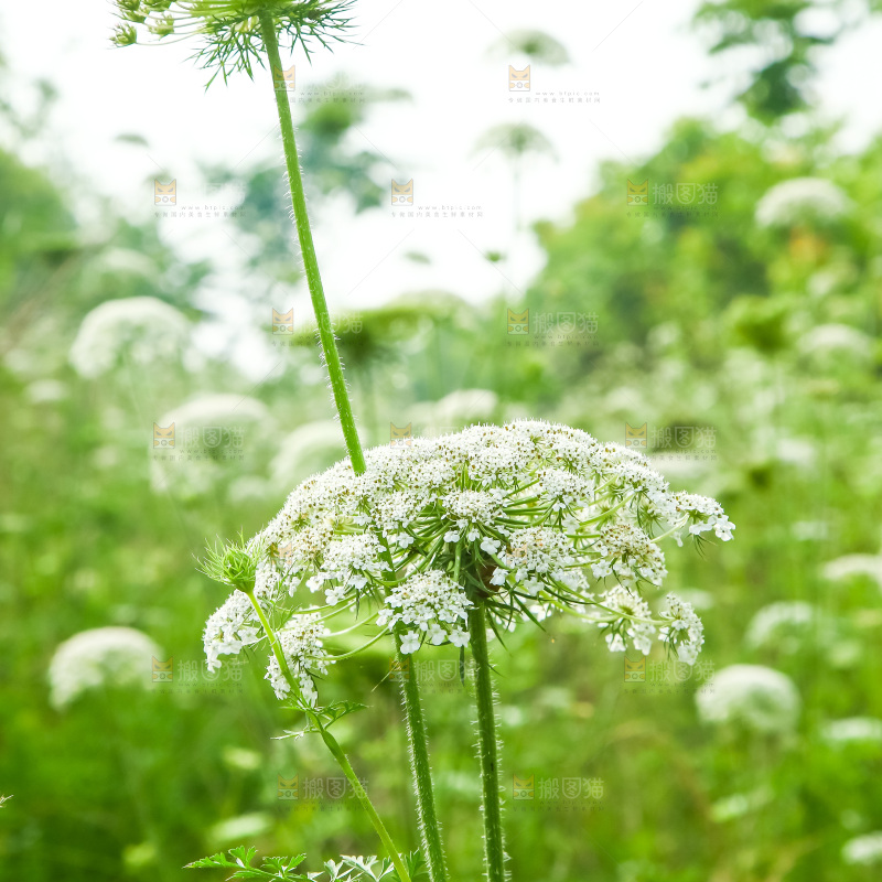 野胡萝卜花