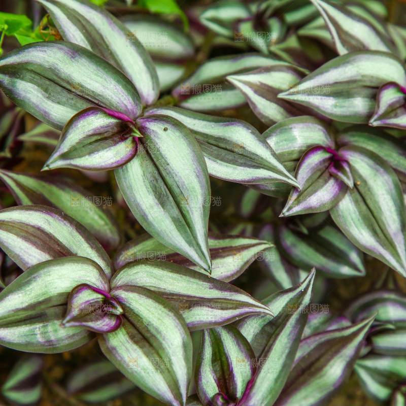 大棚里种植物的蔬菜