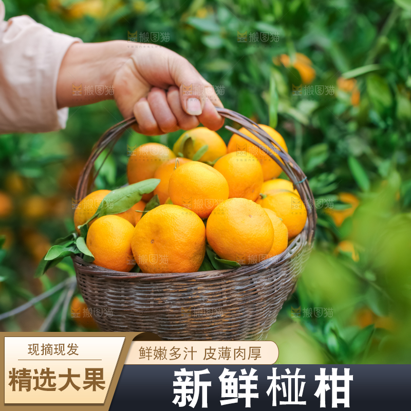 篮子里装着椪柑