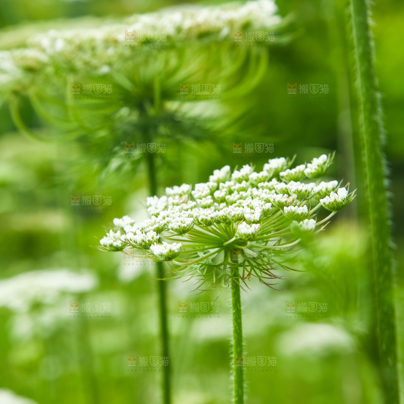 野胡萝卜花