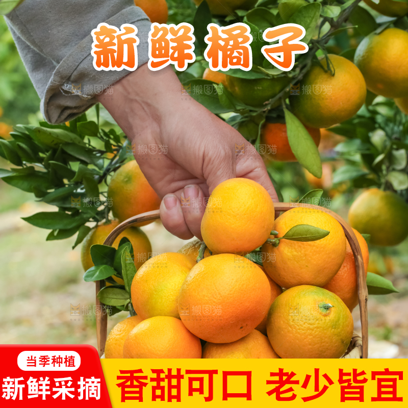 篮子里装着橘子
