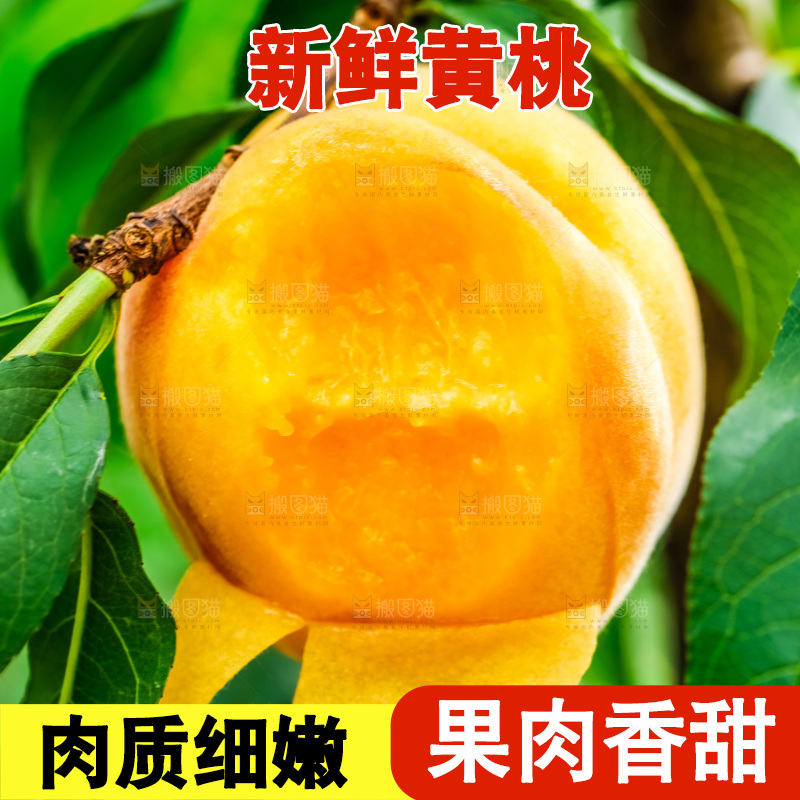 桃树上结的黄桃