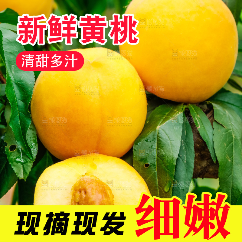 树枝上结的黄皮黄桃
