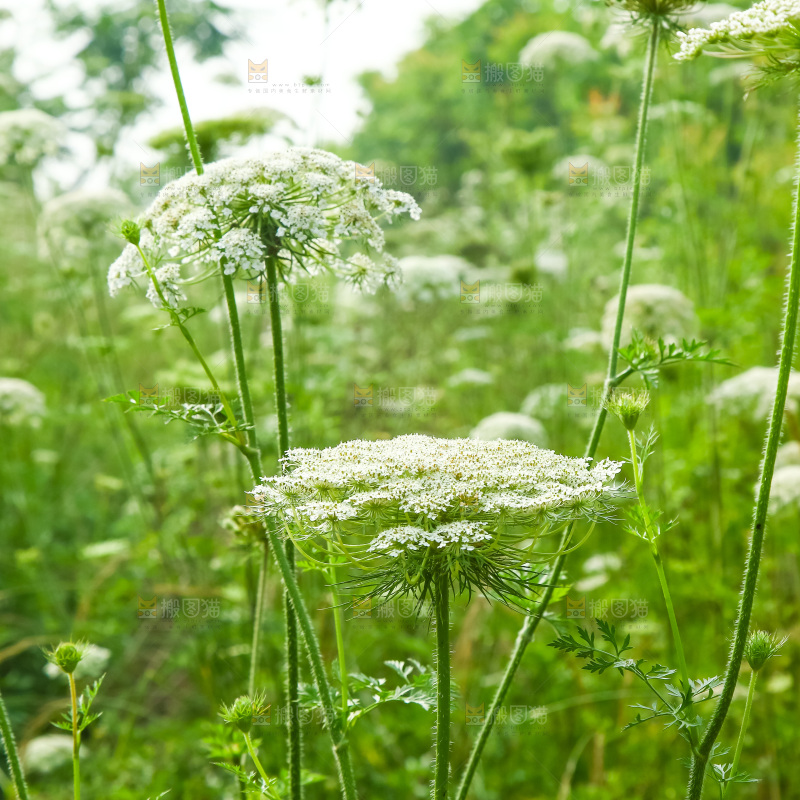 野胡萝卜花