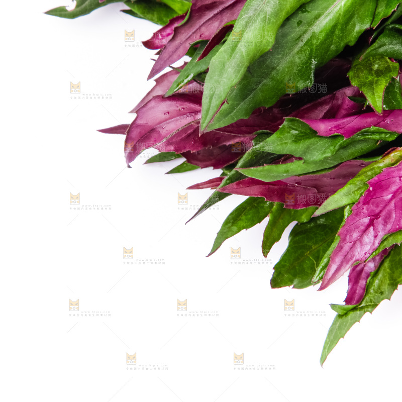 浅底上放着紫背菜