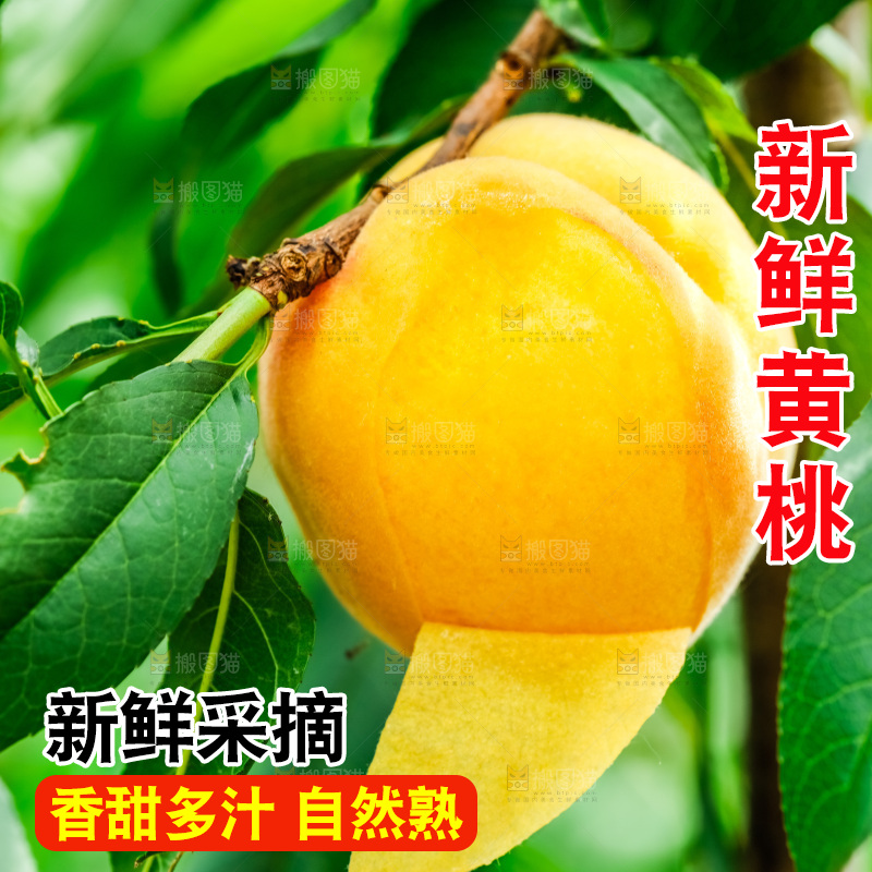 桃树上结的黄桃