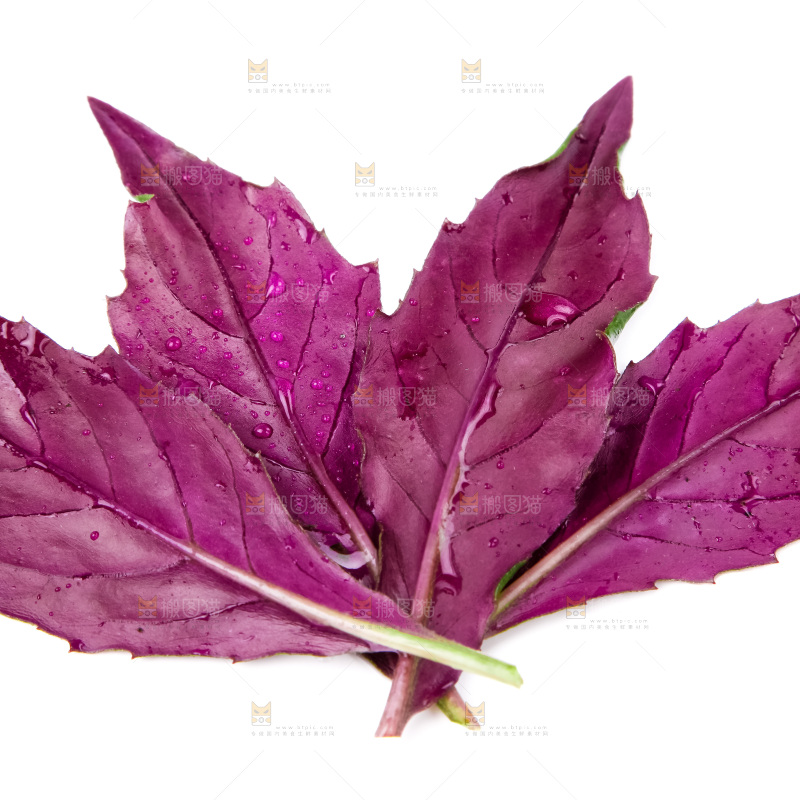 白底上摆放着血皮菜