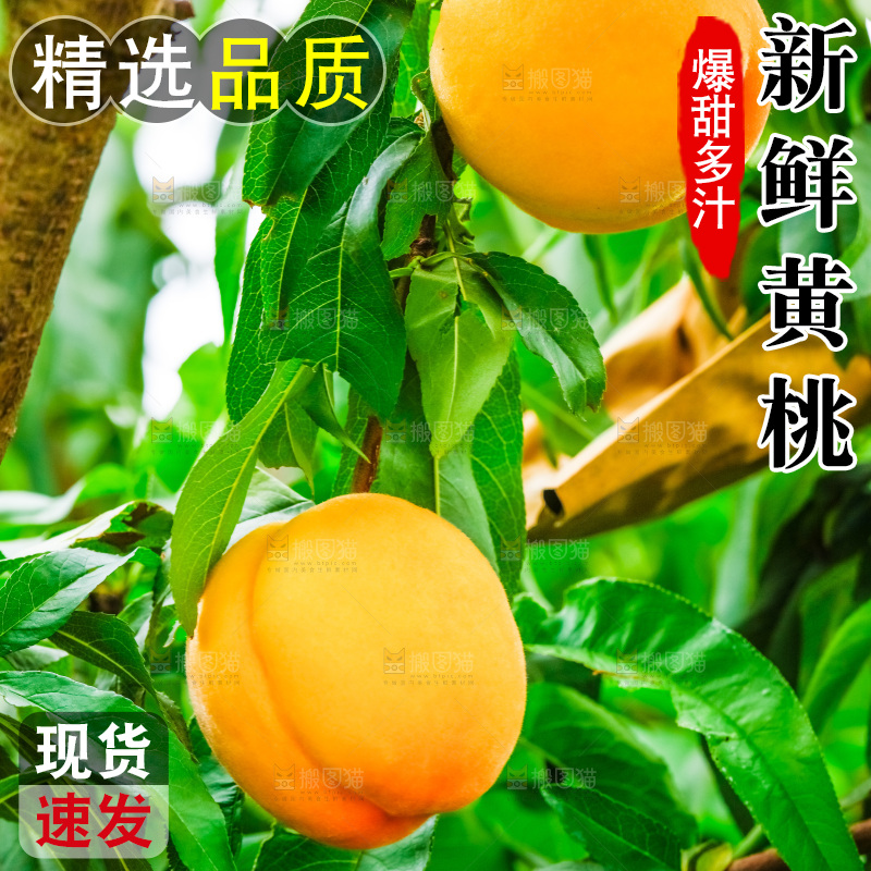 桃树上结的黄桃