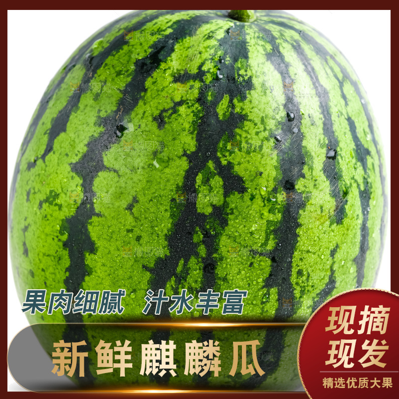 白底上摆放着麒麟瓜