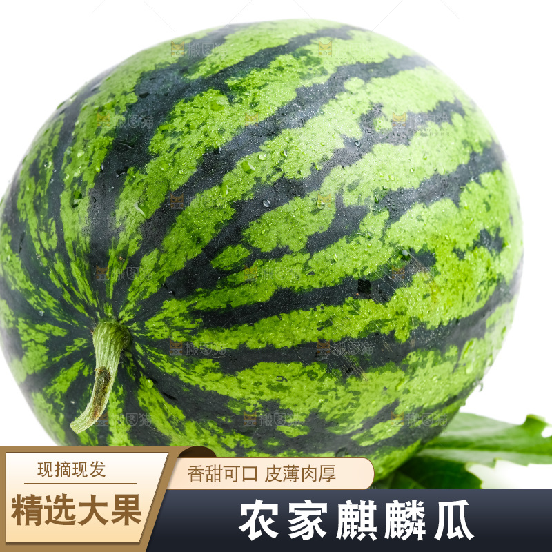 白底上摆放着麒麟瓜
