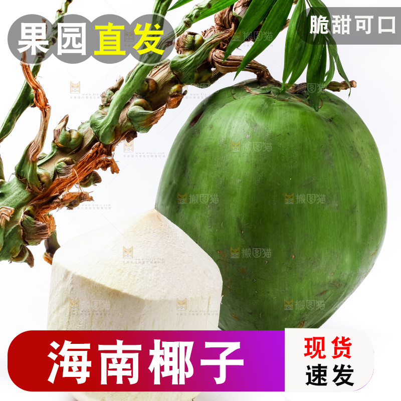 白底摆放着椰子